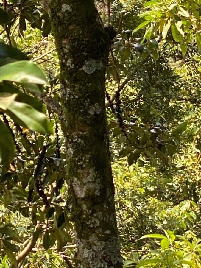Myrsine coriacea 15