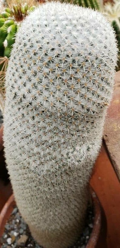 Mammillaria