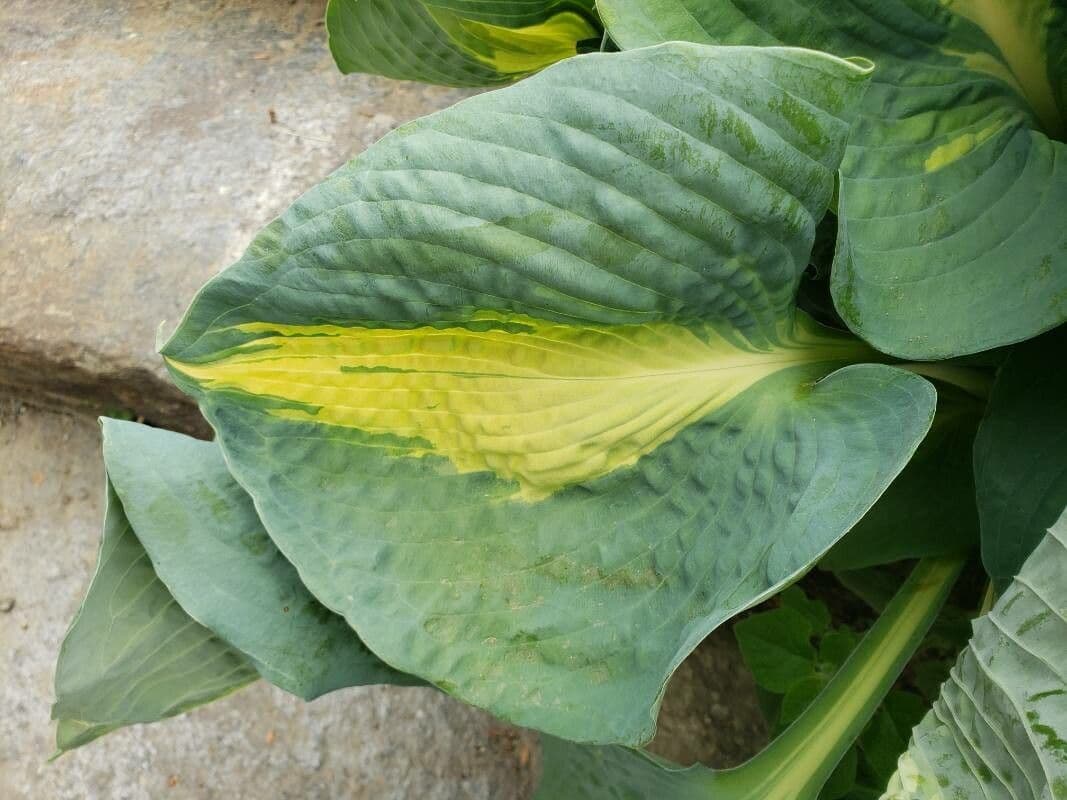 Hosta 13