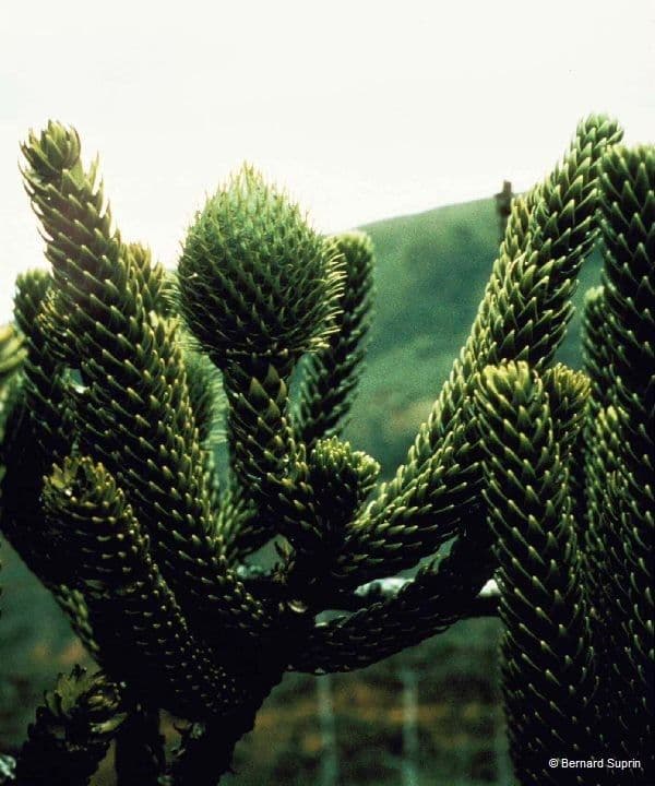 Araucaria