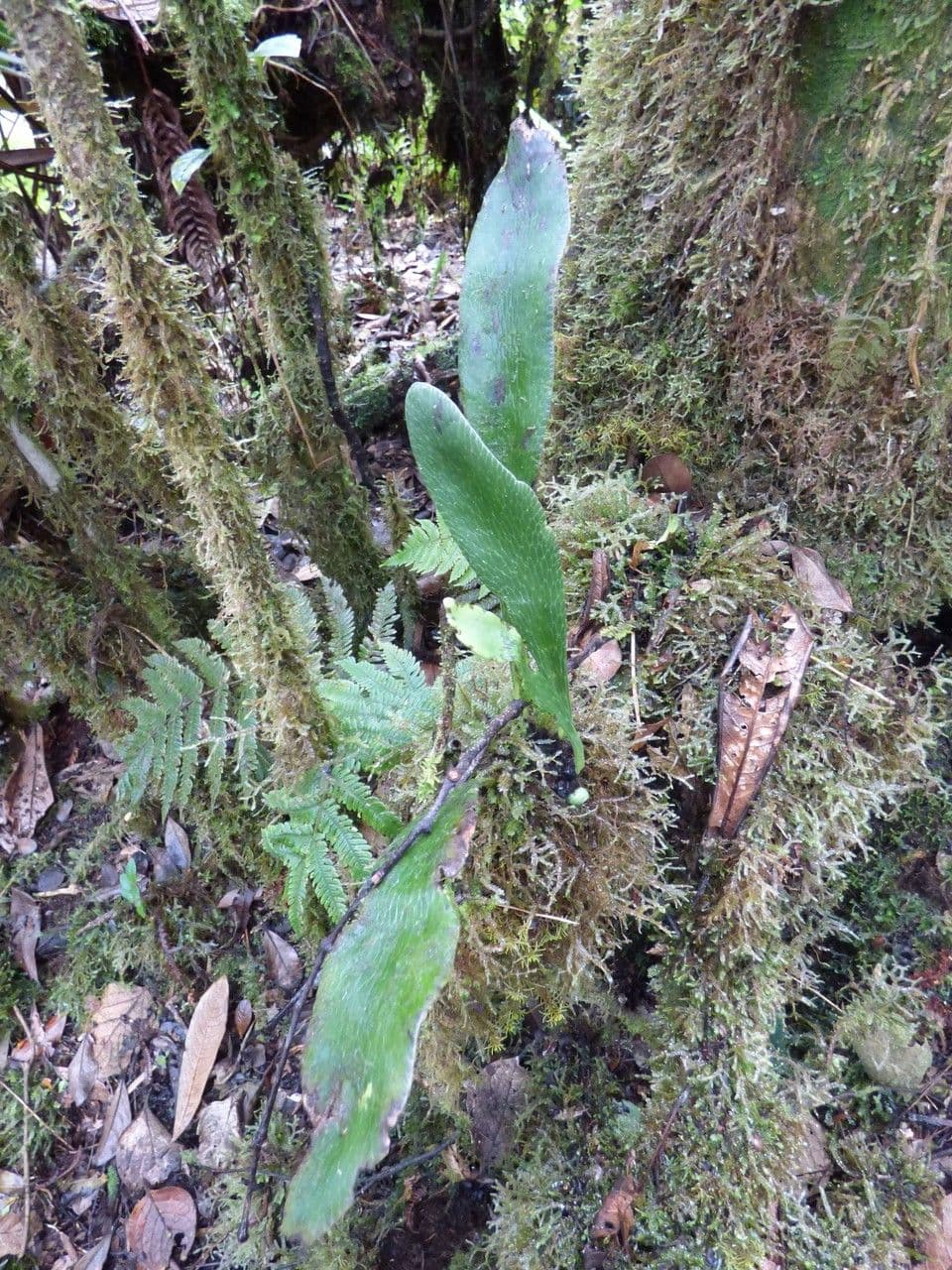 Antrophyum 5