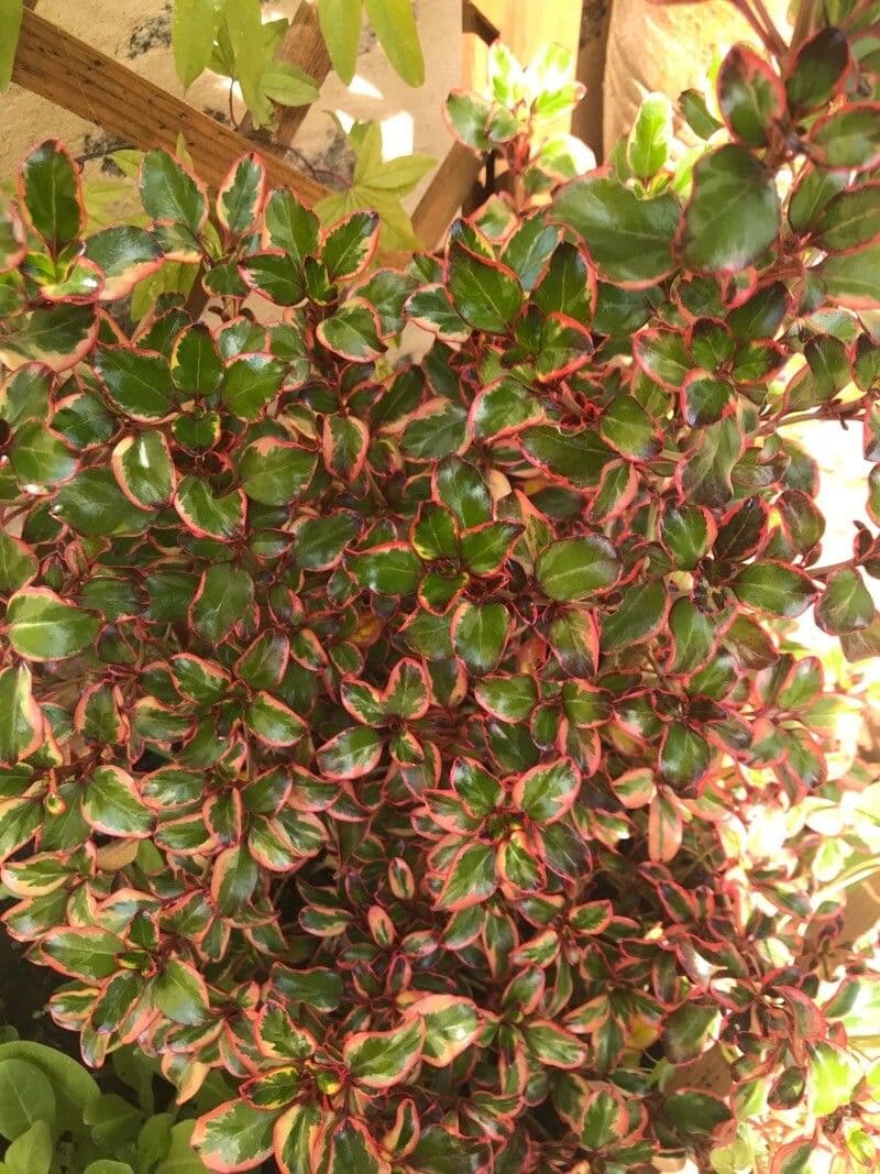 Coprosma plazivá 3