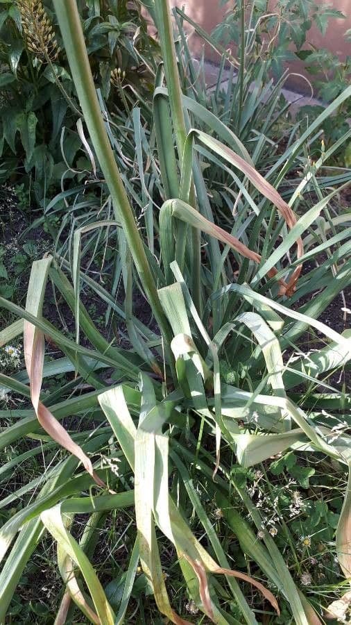 Eremurus 14