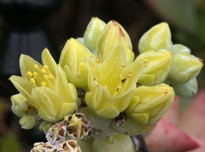 Dudleya di Greene