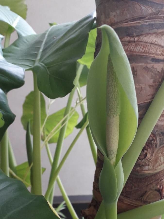 Monstera lahodná 8