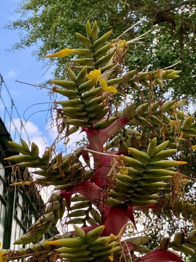 Guzmania 19