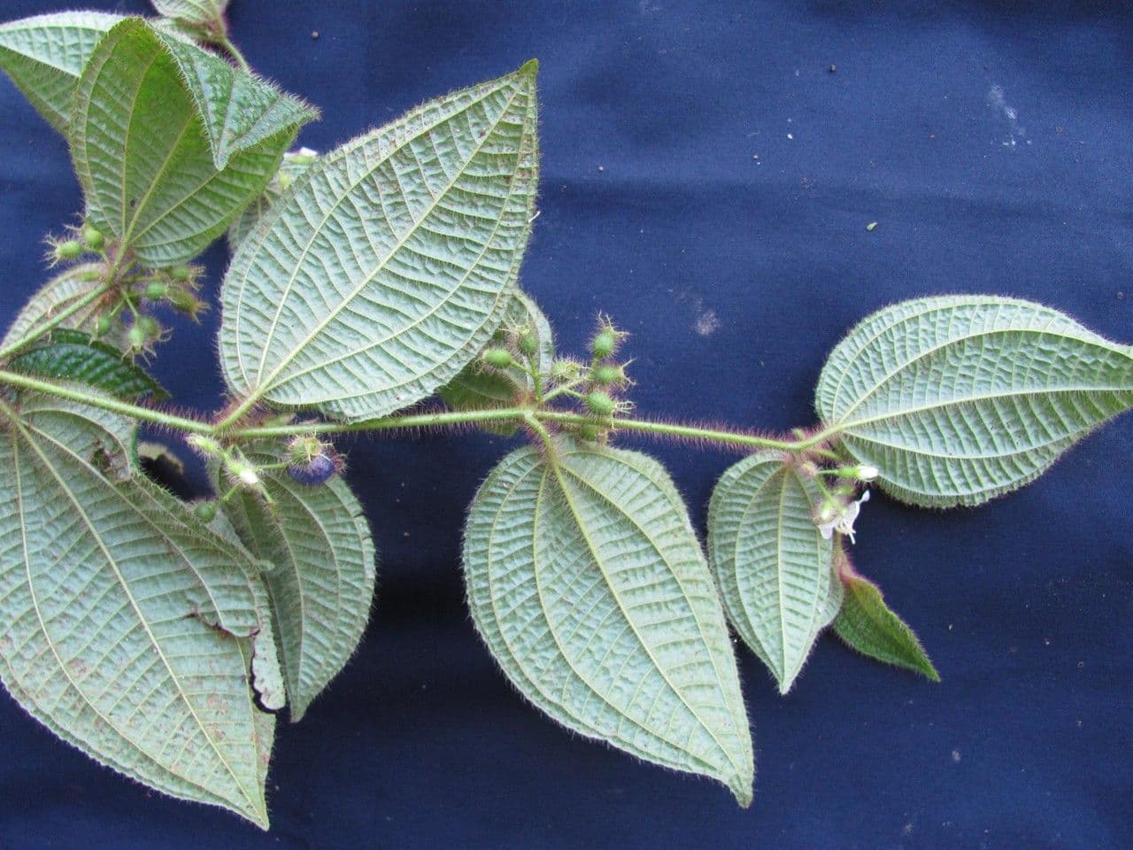 Borstige Clidemia 25