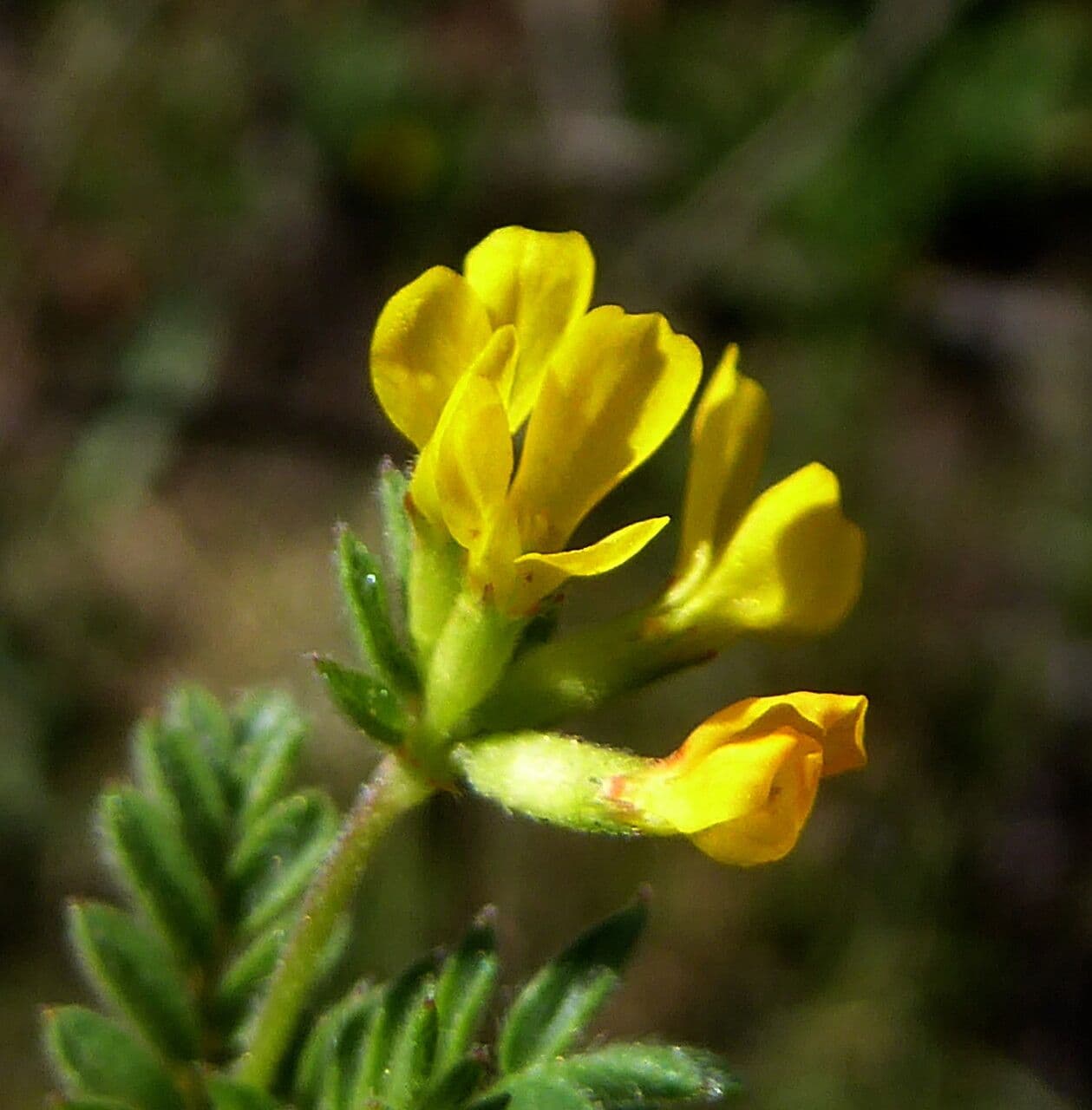 Uccellina comune 9
