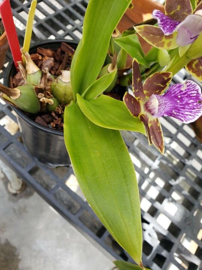 Zygopetalum 2