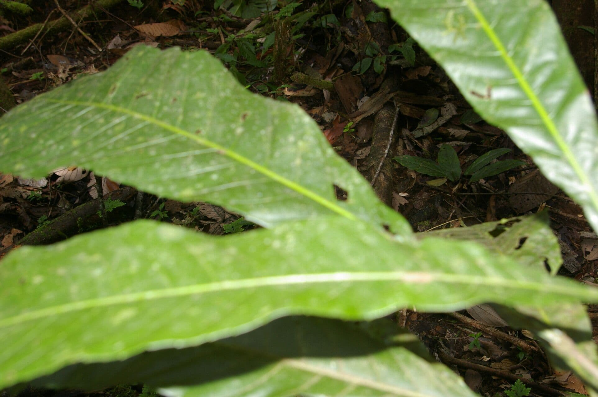 Pausandra 9