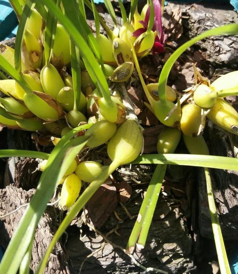 Coelogyne 8