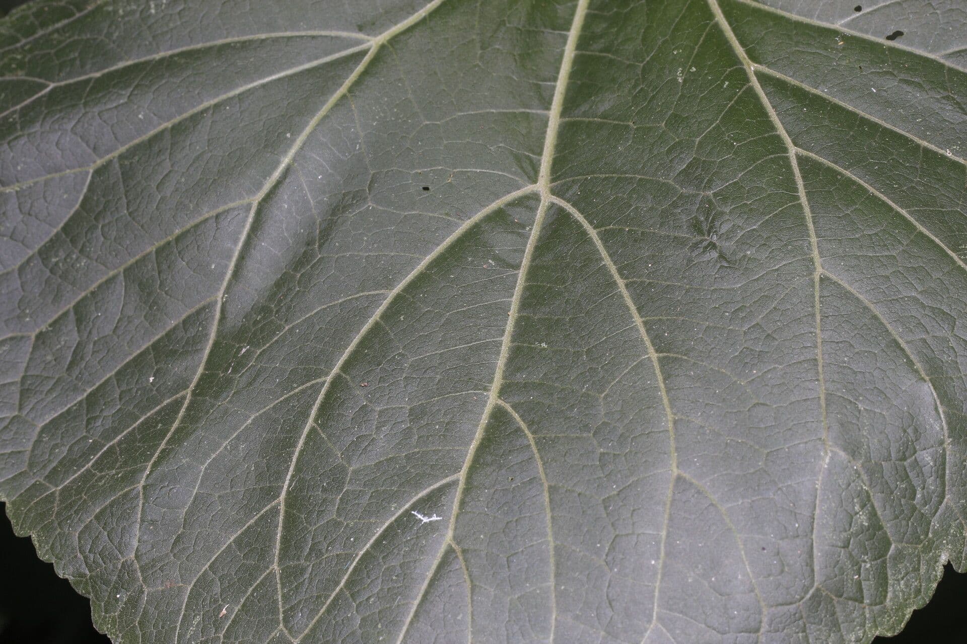 Hebeclinium 10