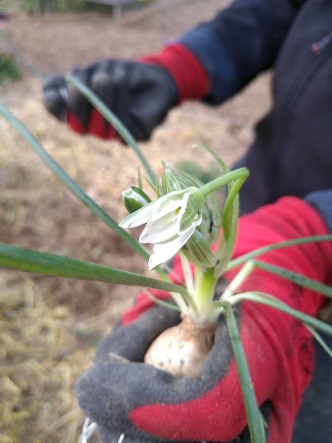 Ornithogale branchu 24