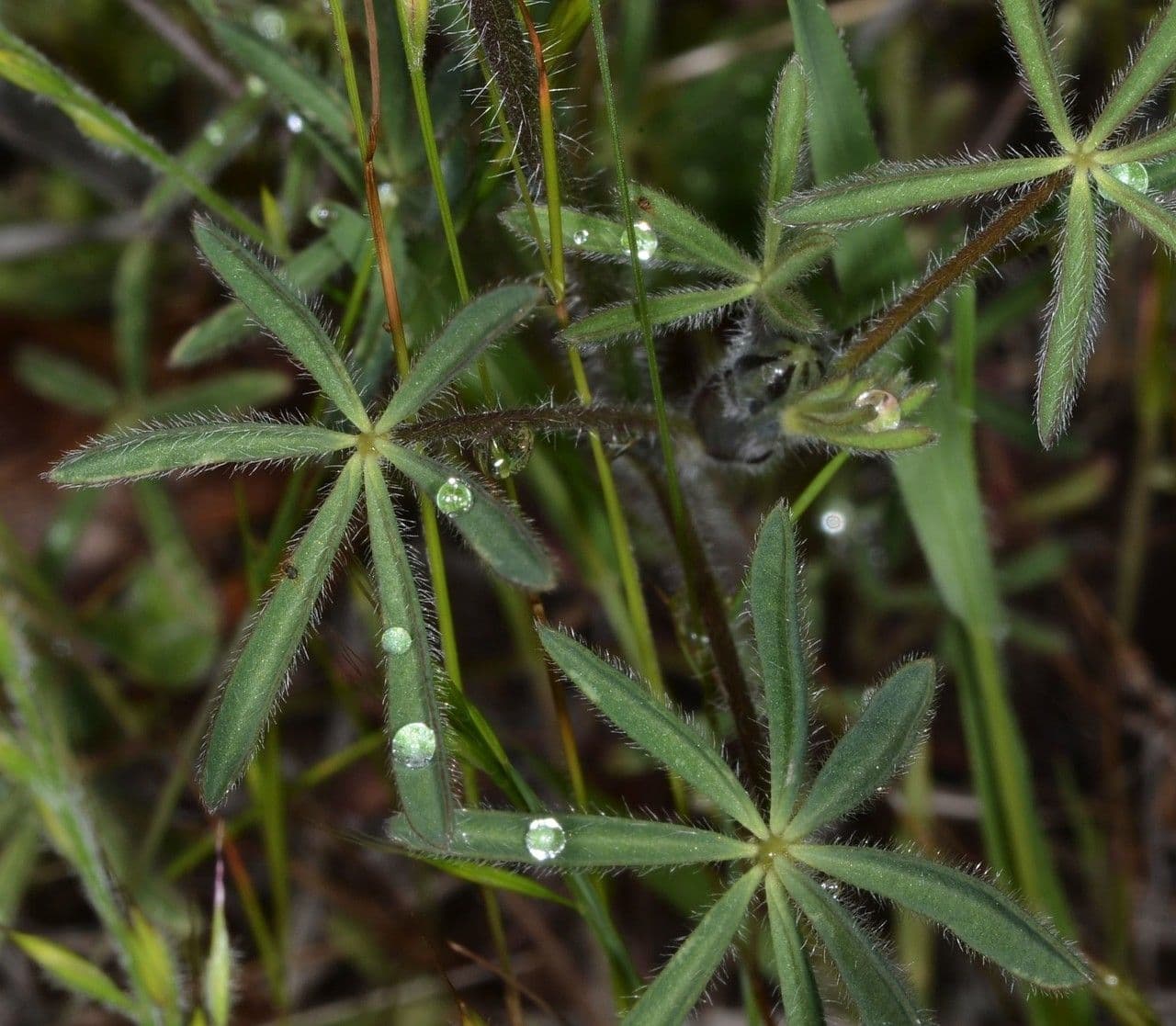 Lupinella bicolore