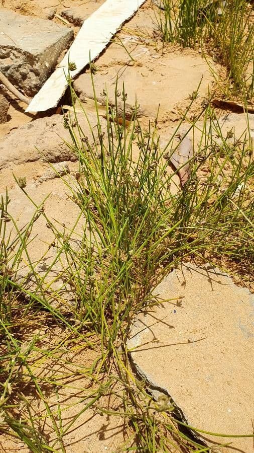 Fimbristylis 8