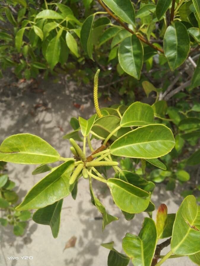 Excoecaria agallocha 16
