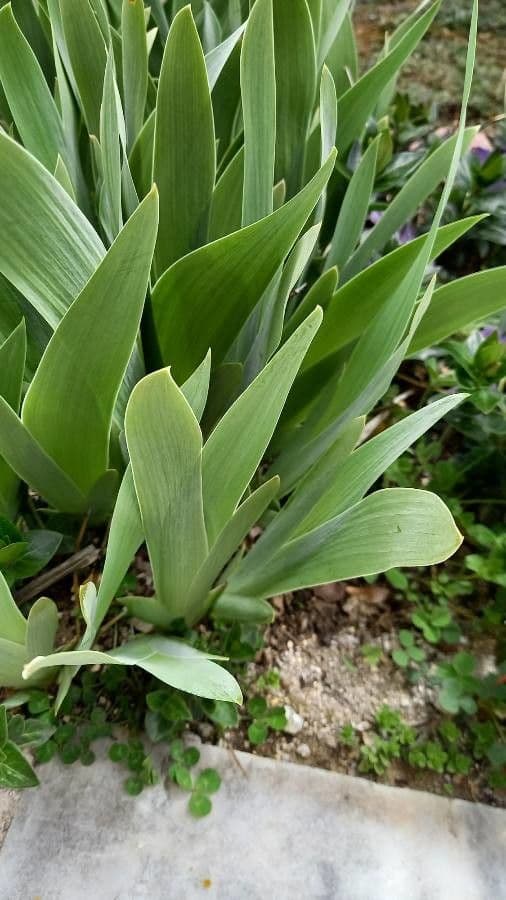 Iris de Perrier 11