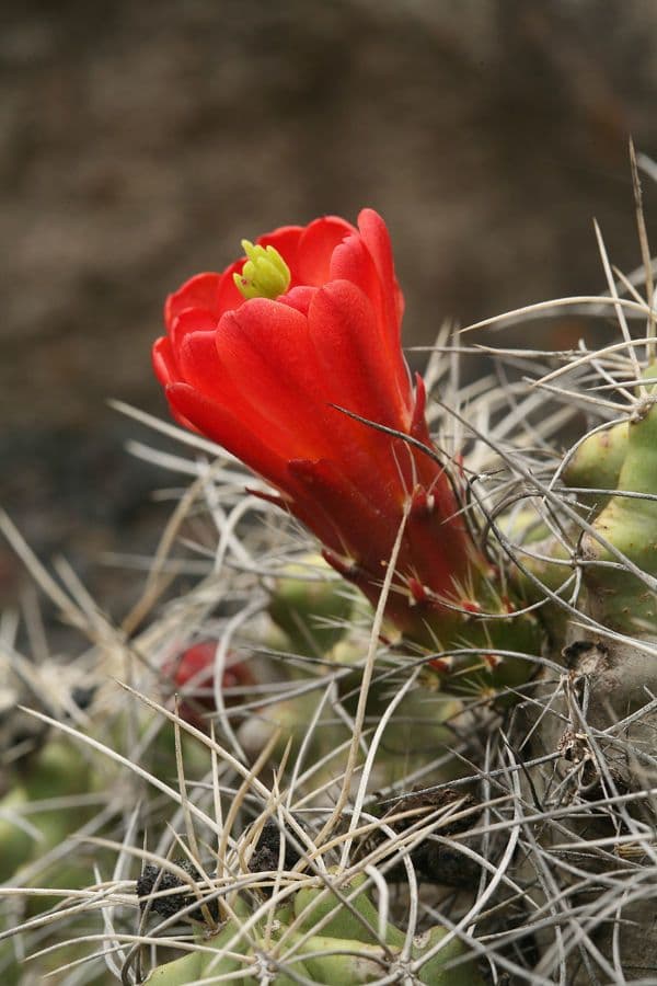 Cactus calice di rosa 3