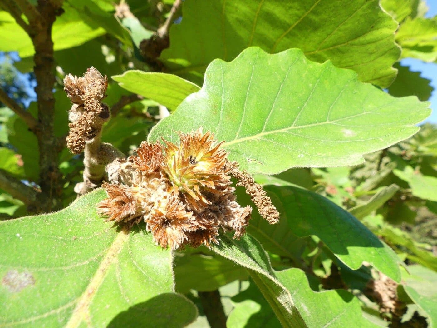 Quercia Daimyo 7