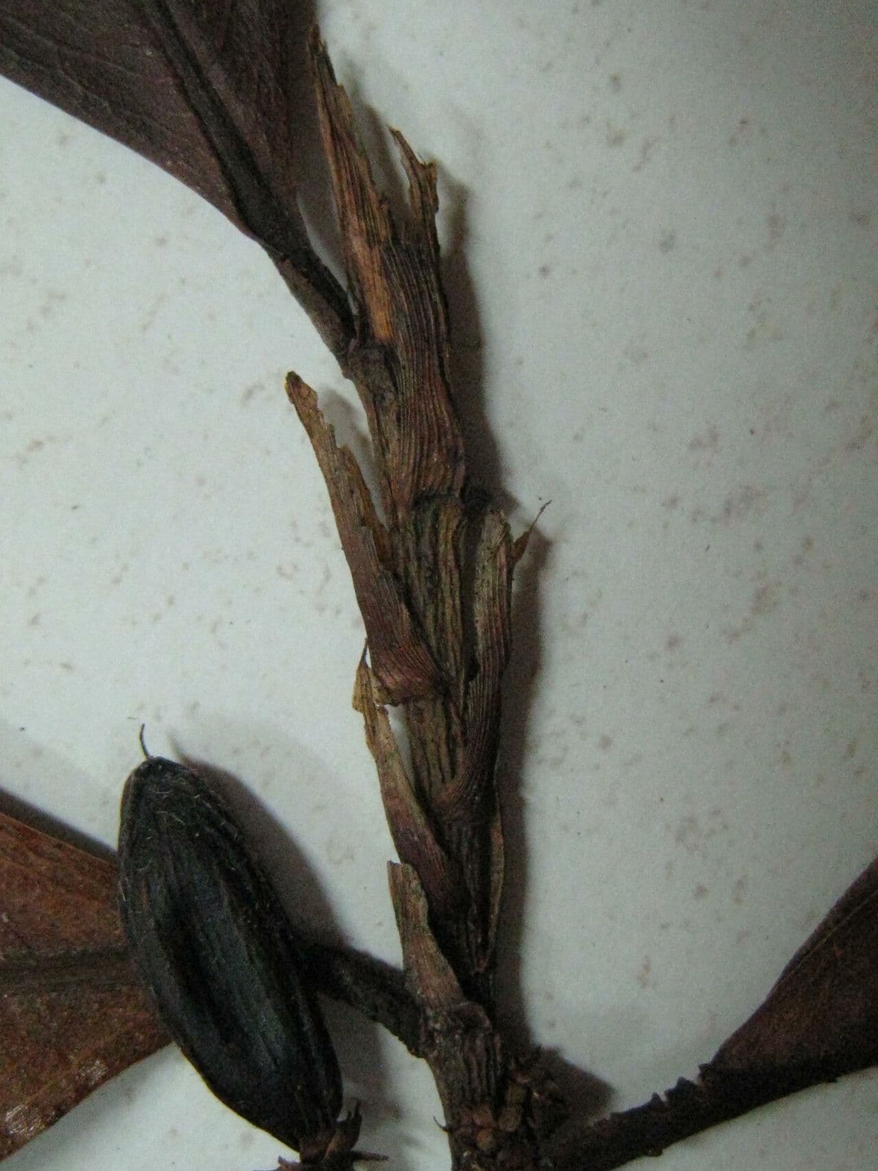 Erythroxylum 5