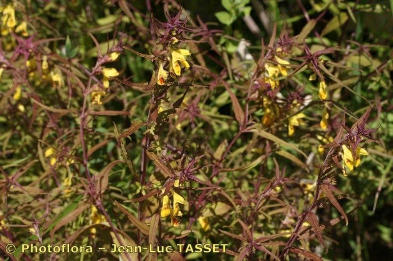 Geringblütigesella 17