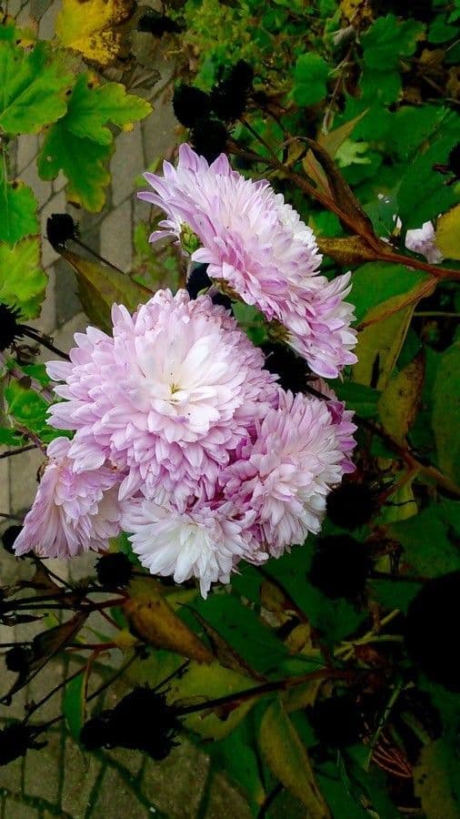 Callistephus chinensis 8