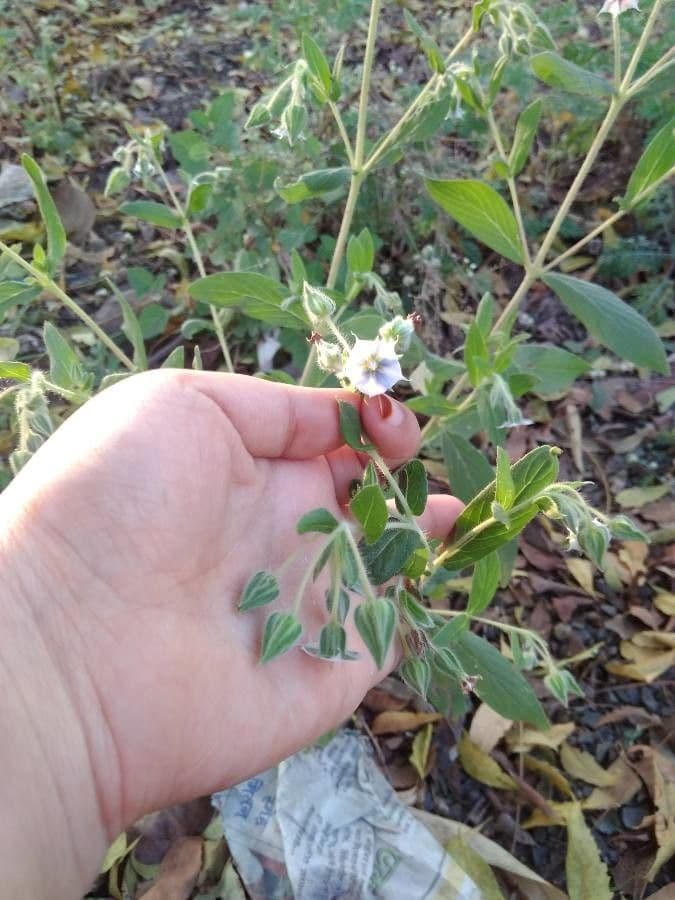 Trichodesma 3