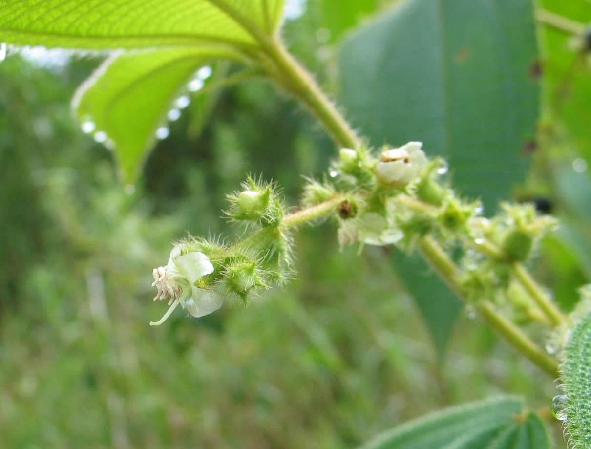 Miconia pendente 18