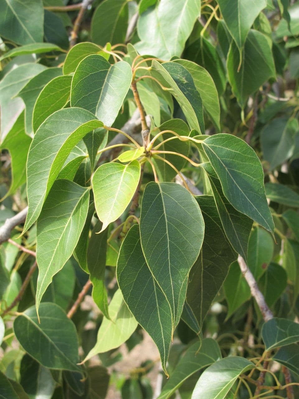 Brachychiton 30