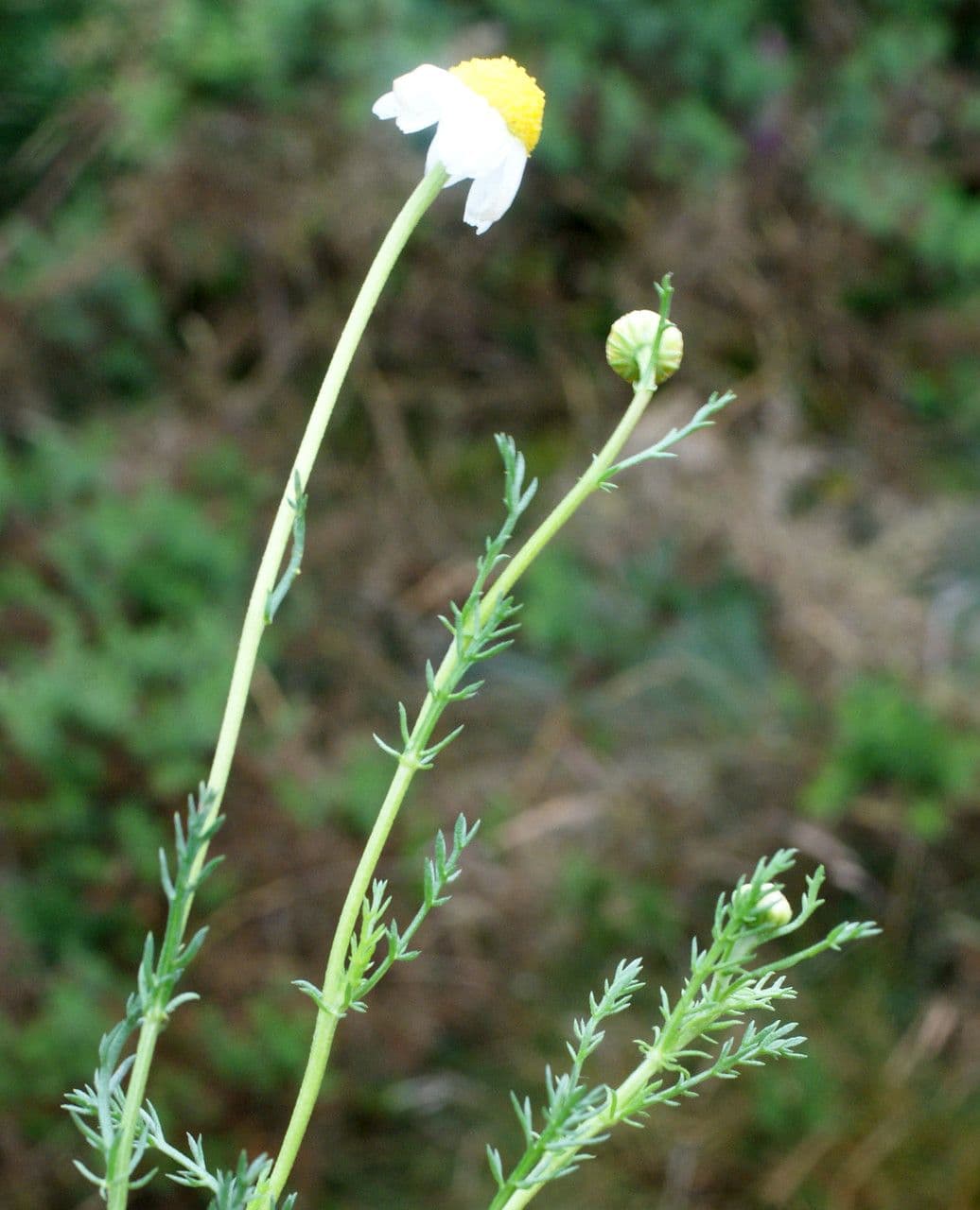 Camomilla romana 15