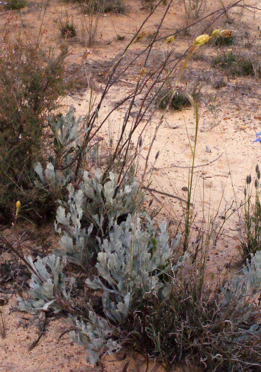 Grevillea 10