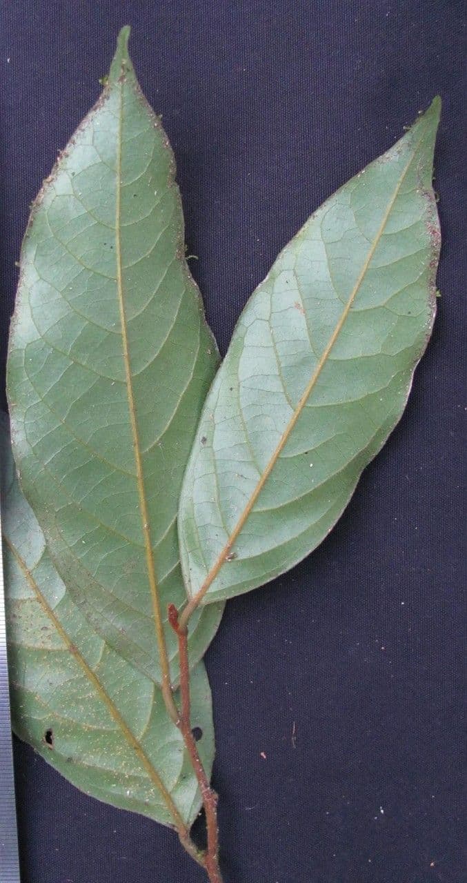 Desmopsis 8