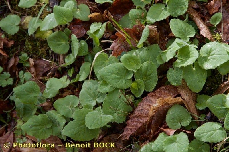 Plantain-leaf leopard's-bane 25