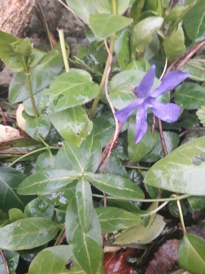 Pervinca erbacea 14