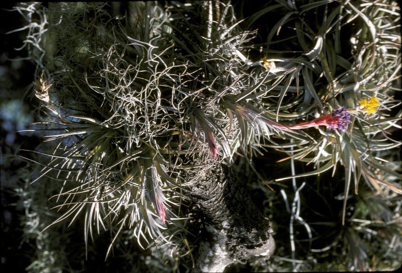 Tillandsia 5
