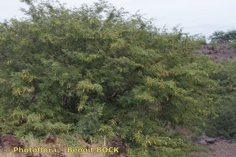 Prosopis 12