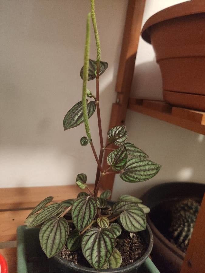 Peperomia a strisce bianche 2