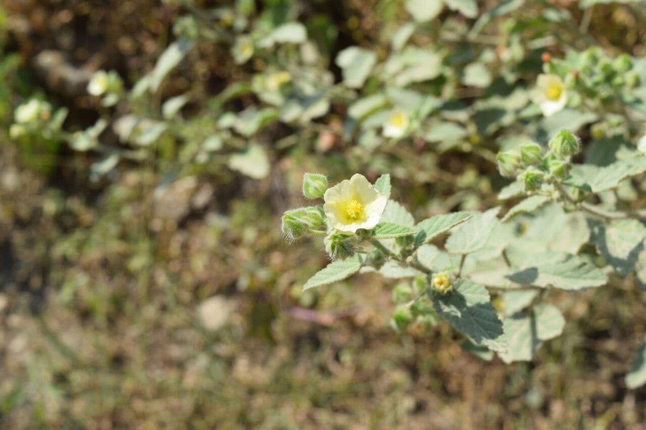 Sida cordifolia 14