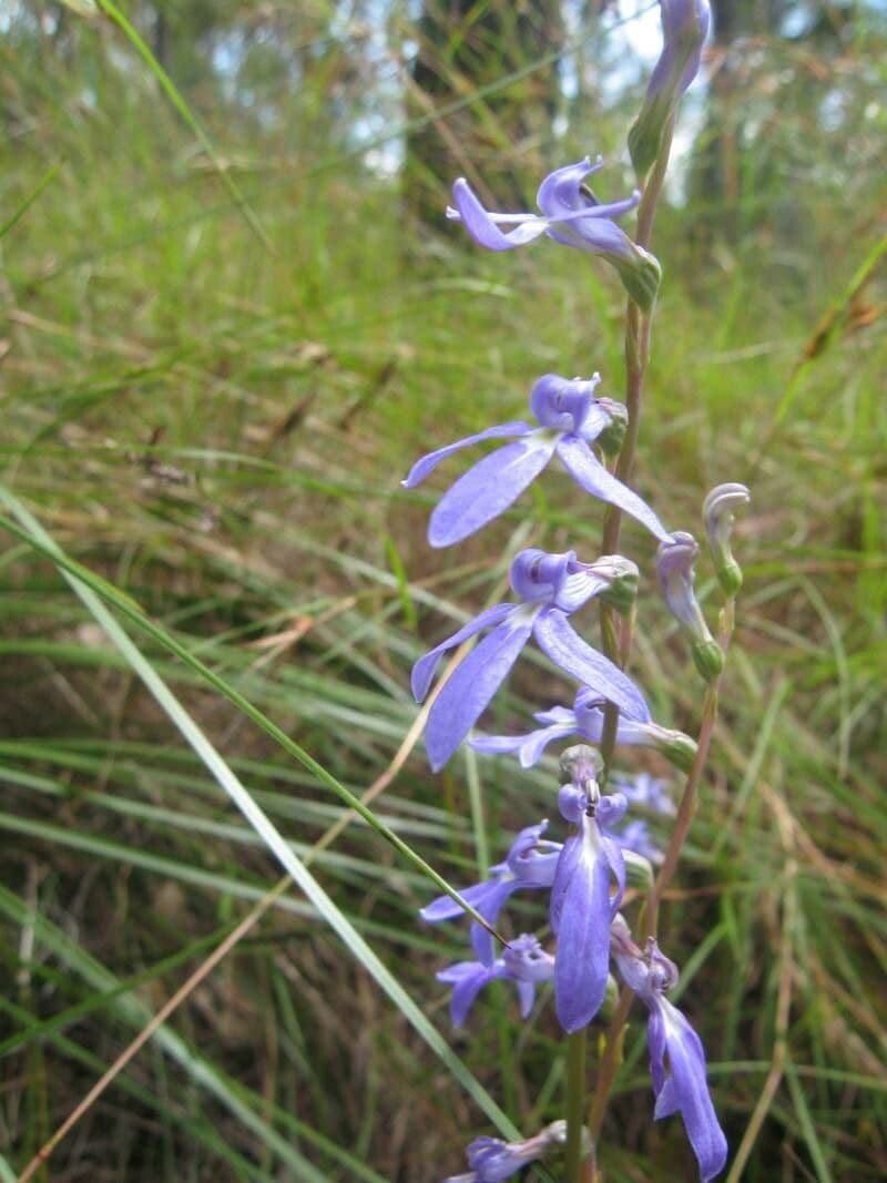 Lobelia