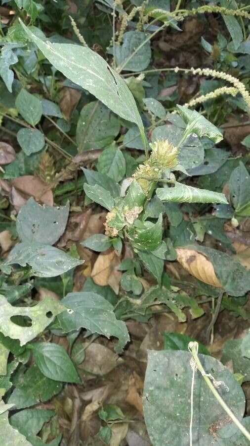 Phaulopsis imbricata 2
