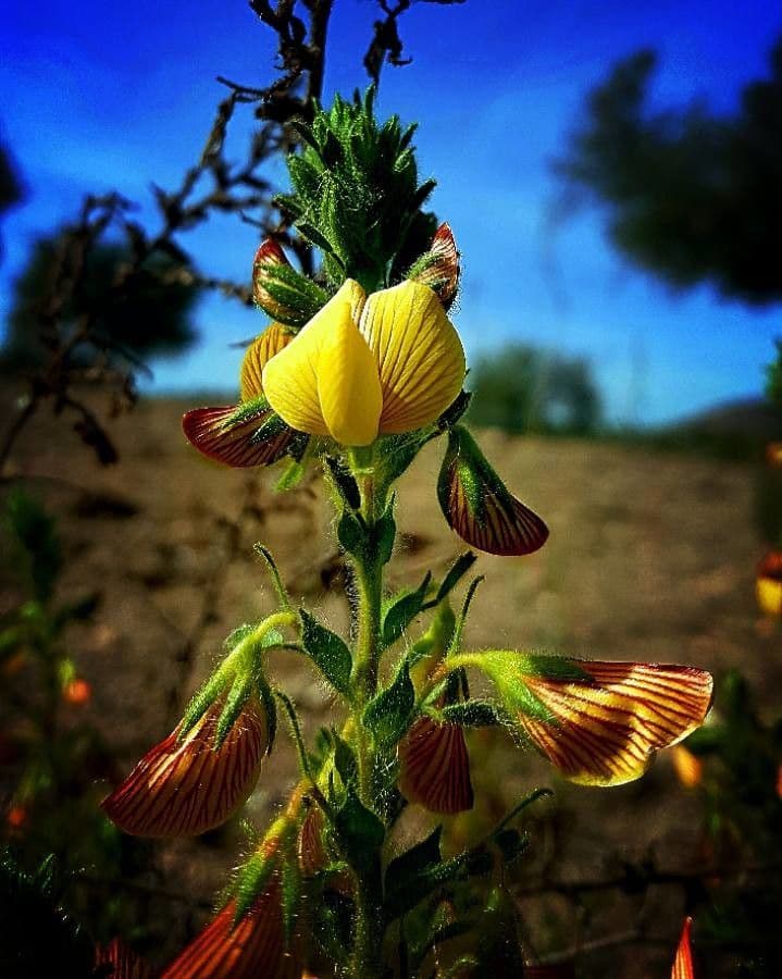 Bugrane jaune 10