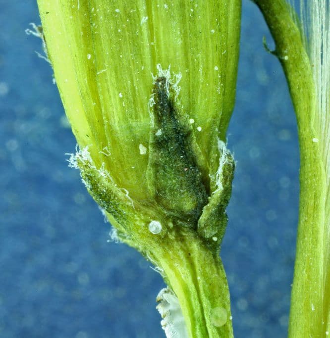 Cerefolio acuminado 15