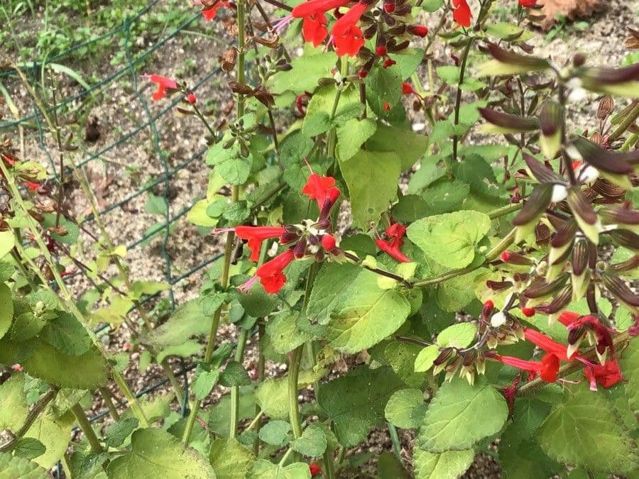 Salvia splendente