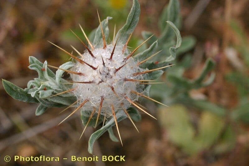 Zottiger Flockenblume 2