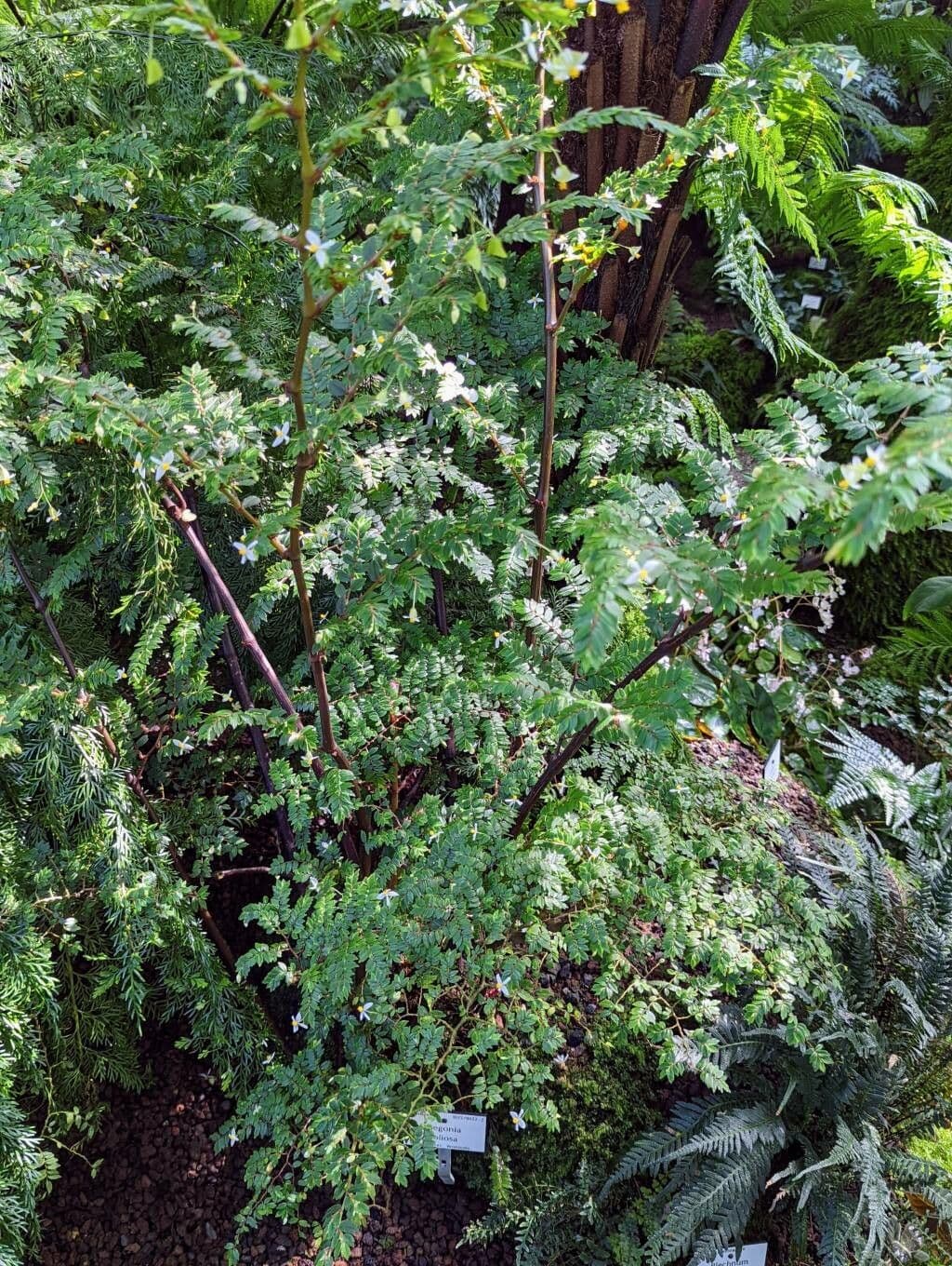 Fuchsie-Begonie 9