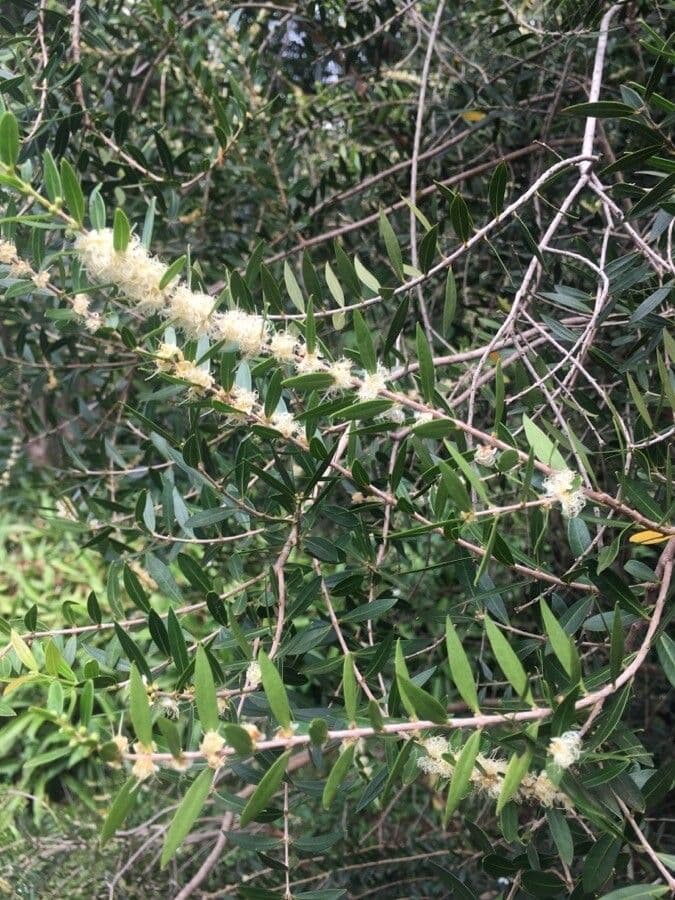 Myrciaria delicata 4
