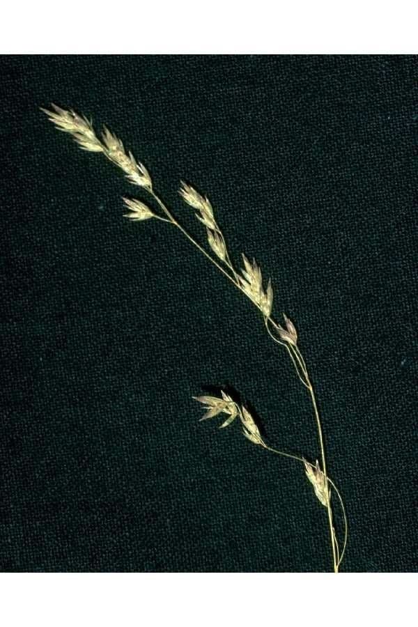 Poa leptocoma