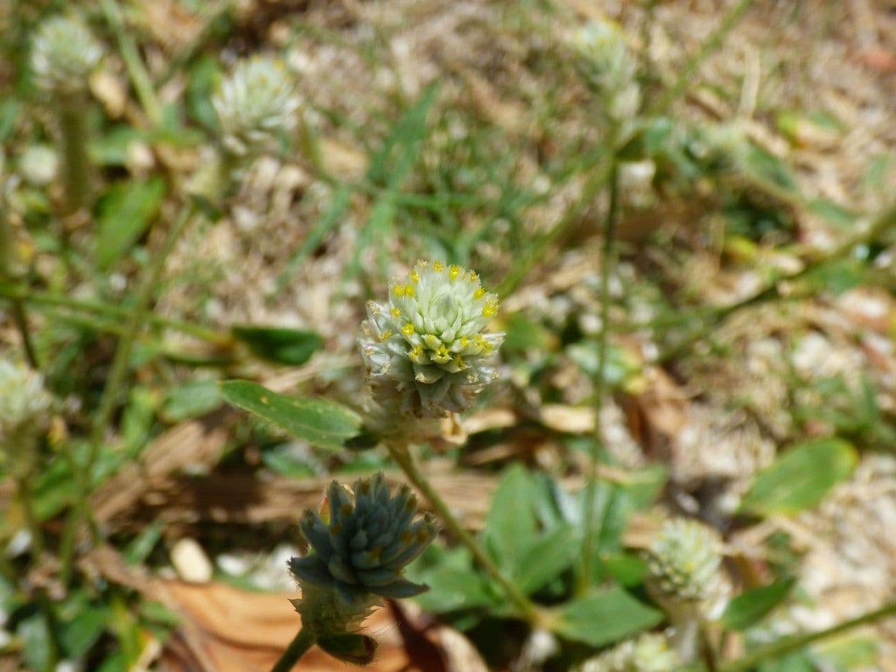 Gomphrena 5