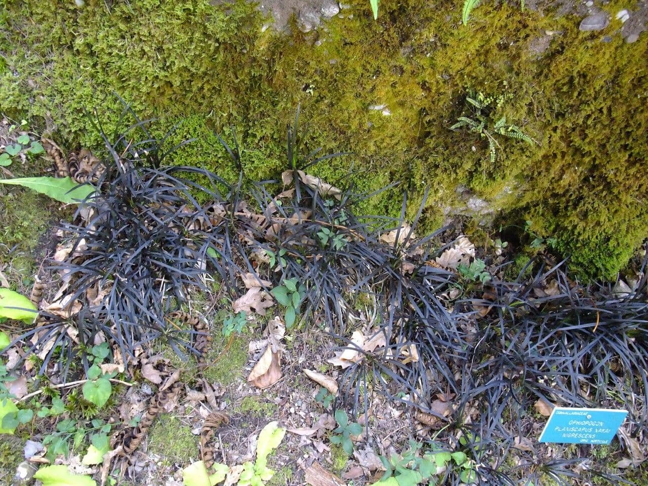 Schwarzer Schlangenbart 12