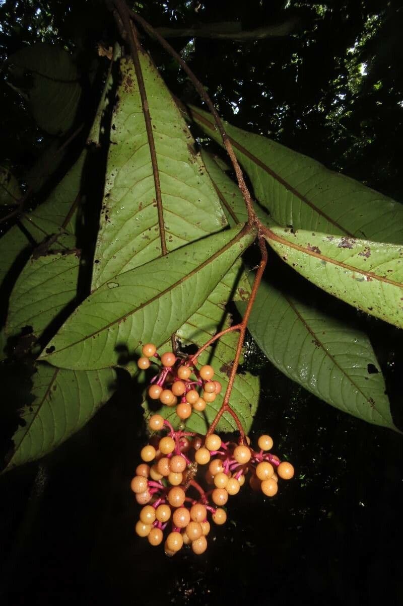 Ardisia 4